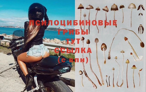 стаф Заводоуковск